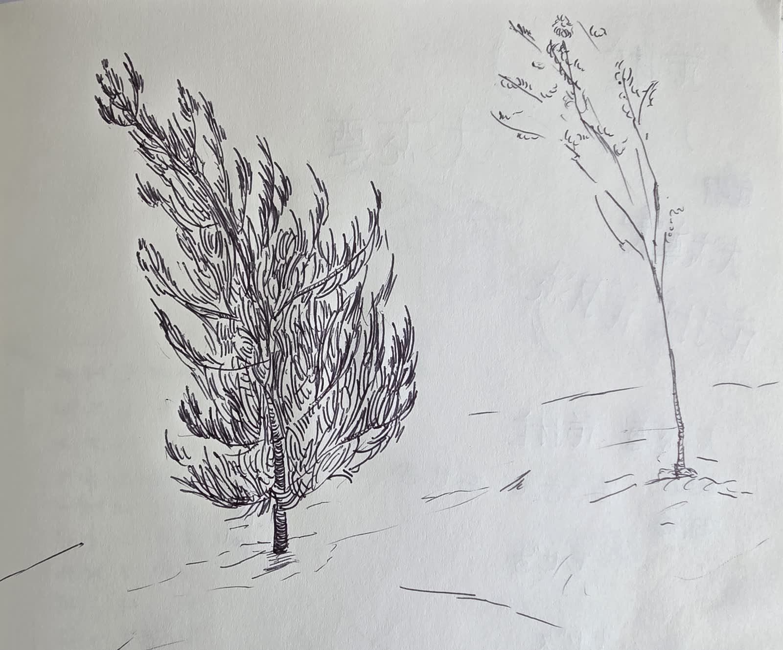 Ink sketch of a dense evergreen tree beside a slender sapling on lightly indicated ground