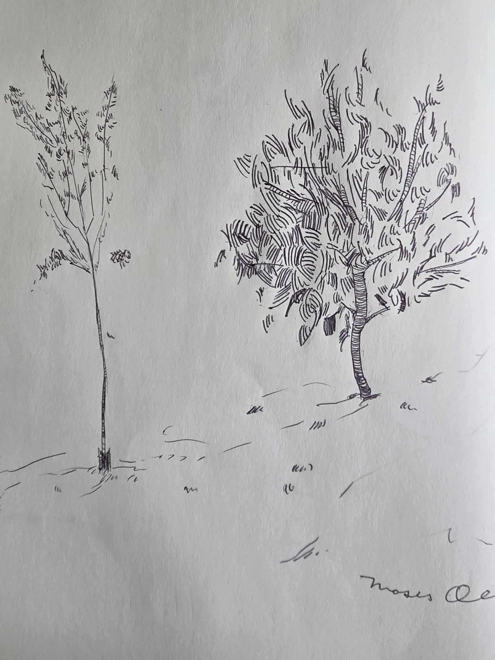 Ink sketch of a tall slender tree and a fuller leafy tree on a slope, with artist signature at lower right
