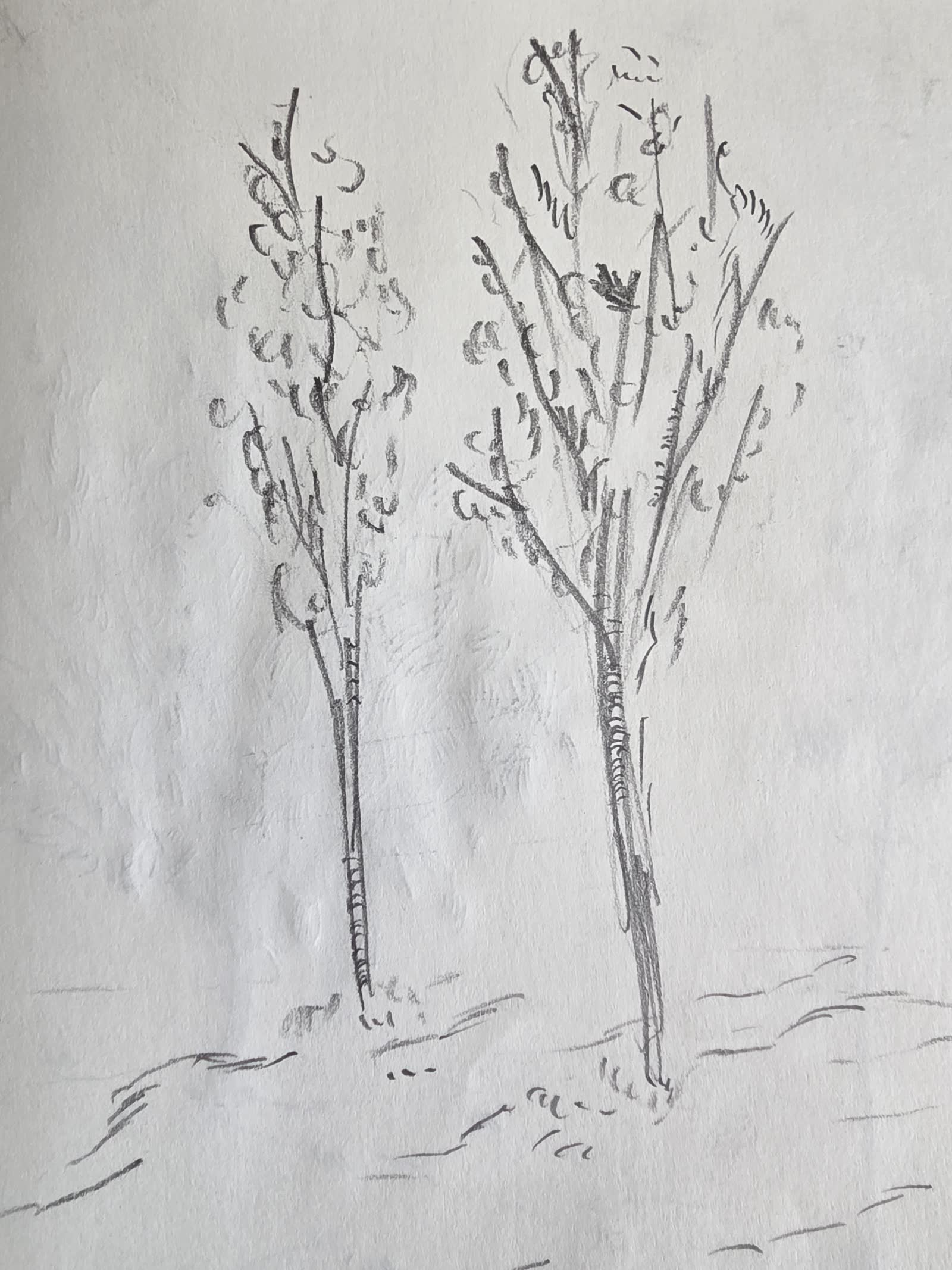 Graphite sketch of two young slender trees with sparse curly foliage standing side by side